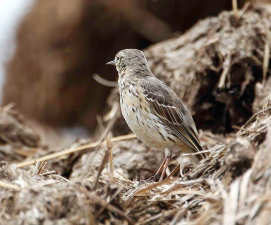 Siberian buff breasted pipit 24-1362