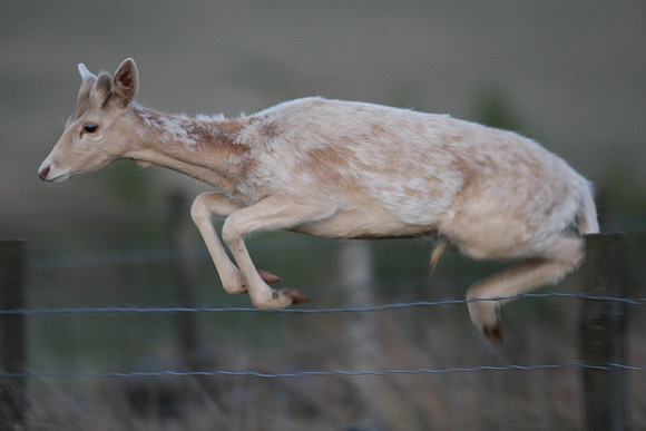 FALLOW DEER
