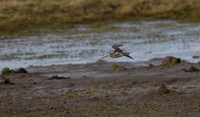 Long Billed Dowitcher-74