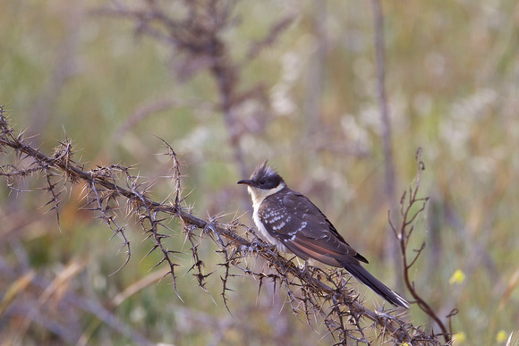 Greater spotted Cuckoo