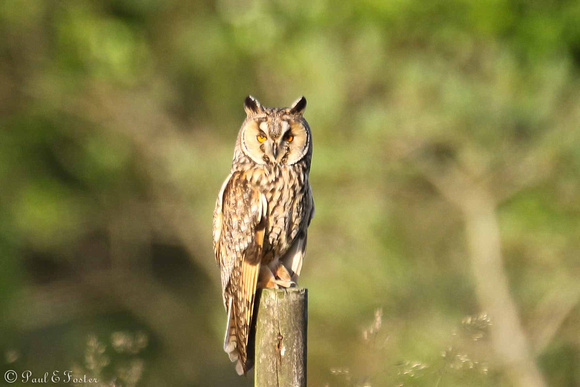Long Eared Owl-1