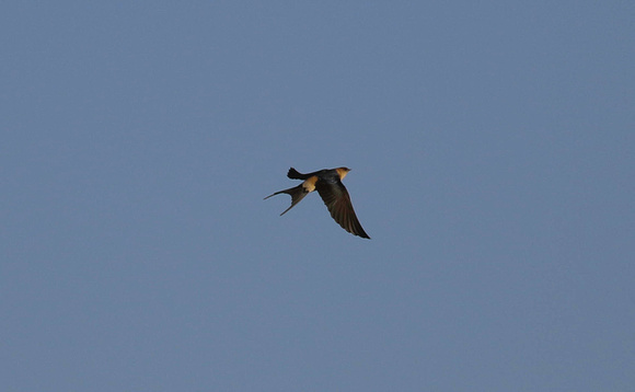 Red rumped Swallow-7572