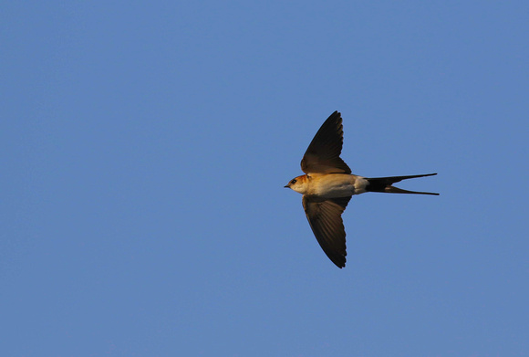 Red rumped Swallow-7603