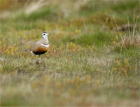 Dotterel