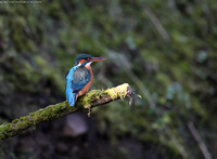 Kingfisher