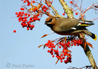 Waxwing 2010