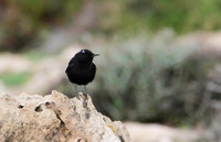 White Crowned Wheatear-7897
