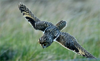 Long Eared Owl