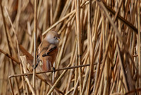 Bearded Tit female