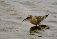 Curlew Sandpiper