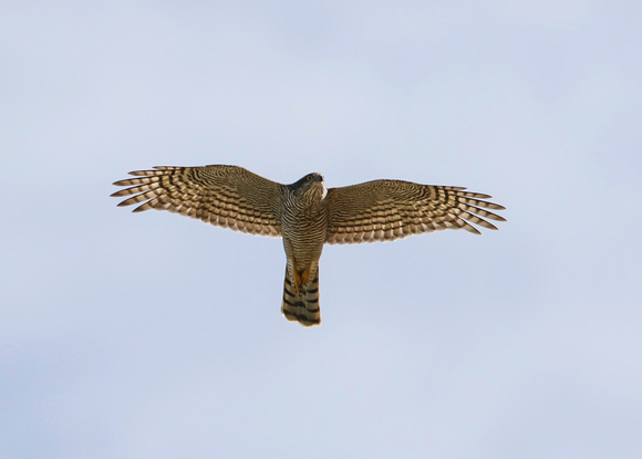 Sparrowhawk evretou-3842