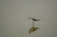 Greenshank