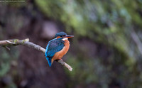 Kingfisher