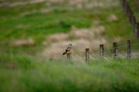 Long Eared Owl 19