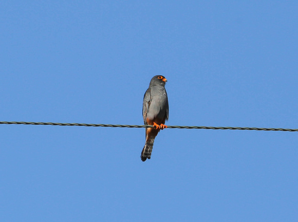 Male Red Footed Falcon