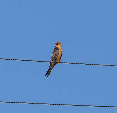Red Footed Falcon-2096