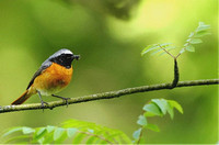 Common Redstart