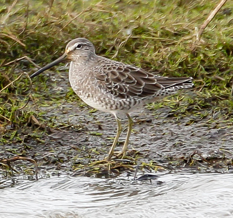 Long Billed Dowitcher Marshside 2020