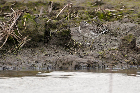 Long Billed Dowitcher-83