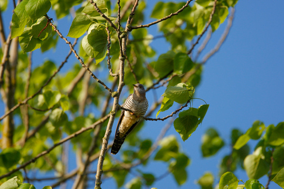 Female Cuckoo