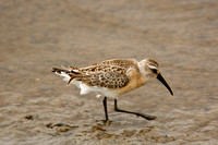 Curlew Sandpiper