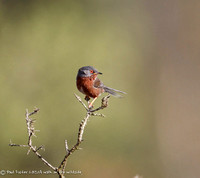 Dartford Warbler