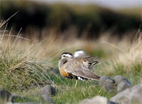 Dotterel