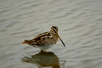 Common Snipe
