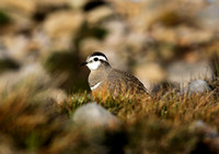Dotterel Pendle Hill 7/5/21
