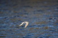 Black Tern