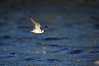 Black Tern