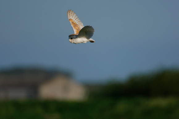 Barn Owl