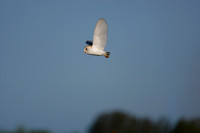 Barn Owl