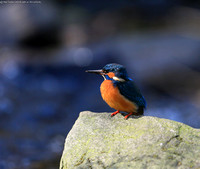 Kingfisher