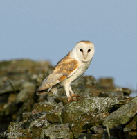 Barn Owl