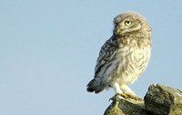 Juv Little Owl