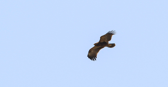 Lesser Spotted Eagle Autumn 2022-4916