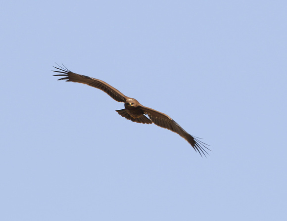Lesser Spotted Eagle Autumn 2022-4973