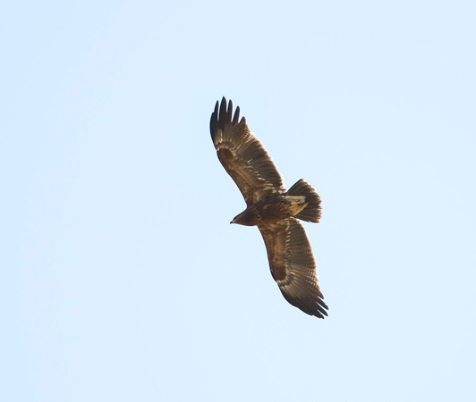 Lesser Spotted Eagle Autumn 2022-4955