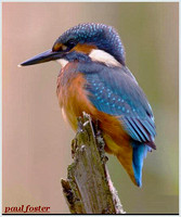 Kingfisher