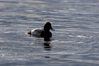 Lesser Scaup