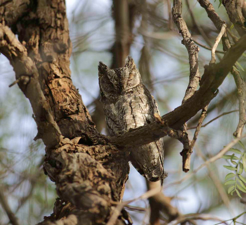 Cyprus Scops Owl-8295 3