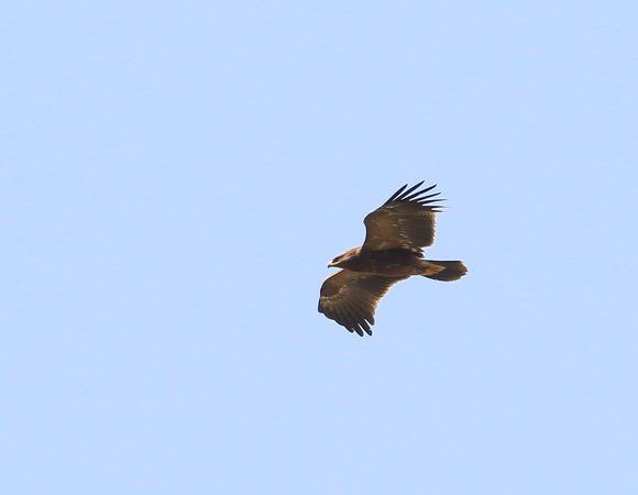 Lesser Spotted Eagle Autumn 2022-4920