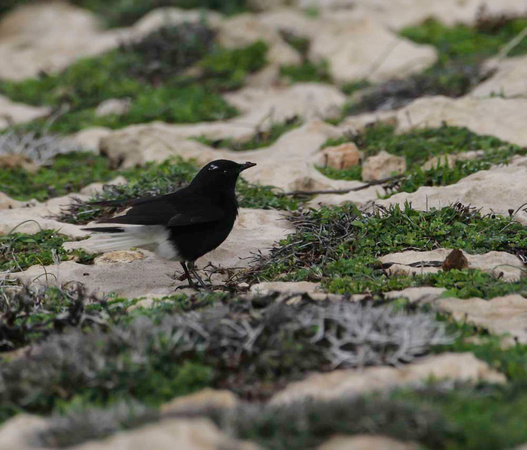 White Crowned Wheatear-7888-2
