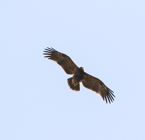 Lesser Spoted Eagle Autumn 2022-4993
