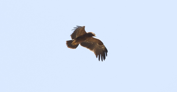 Lesser Spotted Eagle Autumn 2022-4946