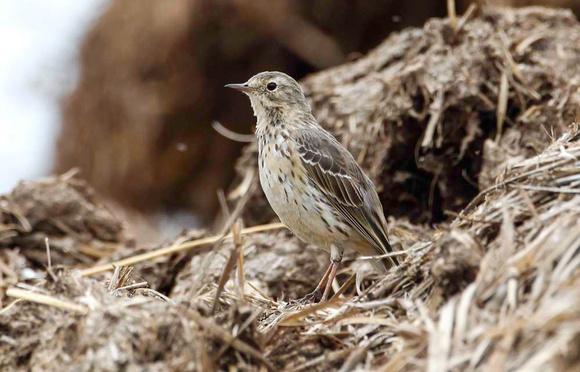 Siberian buff breasted pipit 21-