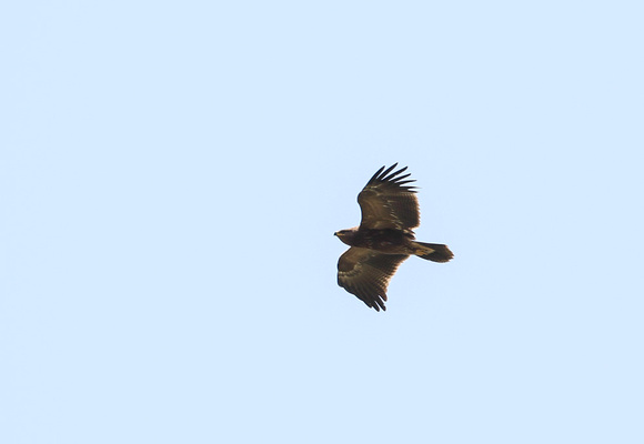 Lesser Spotted Eagle Autumn 2022-4932