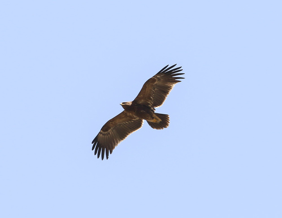 Lesser Spoted Eagle Autumn 2022-4959