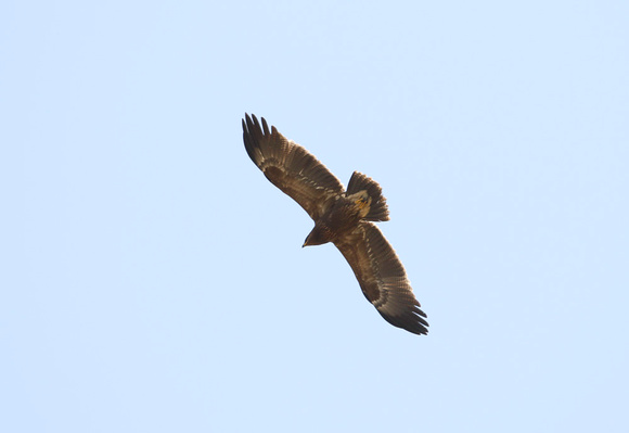 Lesser Spotted Eagle Autumn 2022-4943